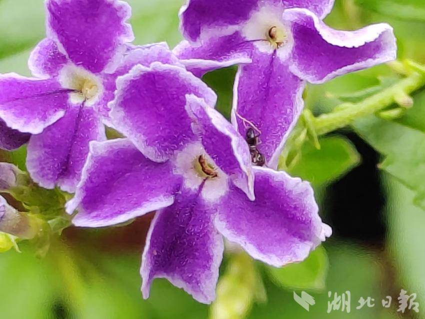 大同麻将游戏